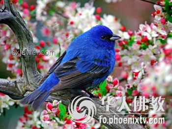 現(xiàn)實(shí)版安小鳥(niǎo)與原著角色對(duì)比分析