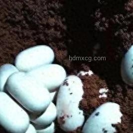 男童險遭蛇襲，父親英勇救娃：家庭安全防御與應急策略深度解析