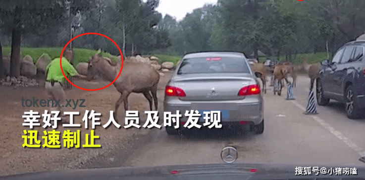 游客停車被打事件解析，當(dāng)?shù)毓俜饺绾位貞?yīng)