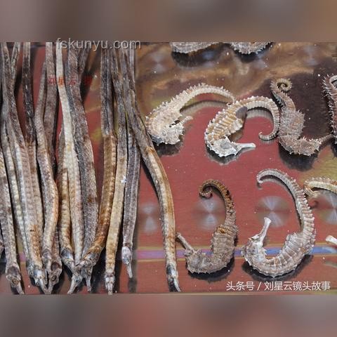 三亞被咬女子神經(jīng)毒蛇咬傷案例研究