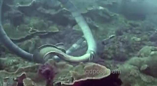 藏海傳里的蛇眉銅魚：虛構(gòu)與現(xiàn)實的深度剖析