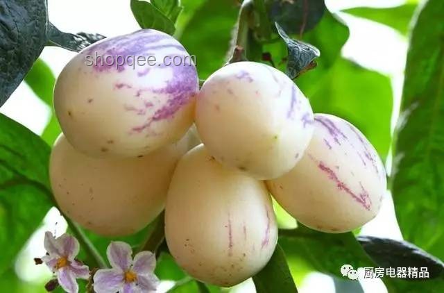 孫穎莎同款落地人參果種植養(yǎng)護(hù)指南