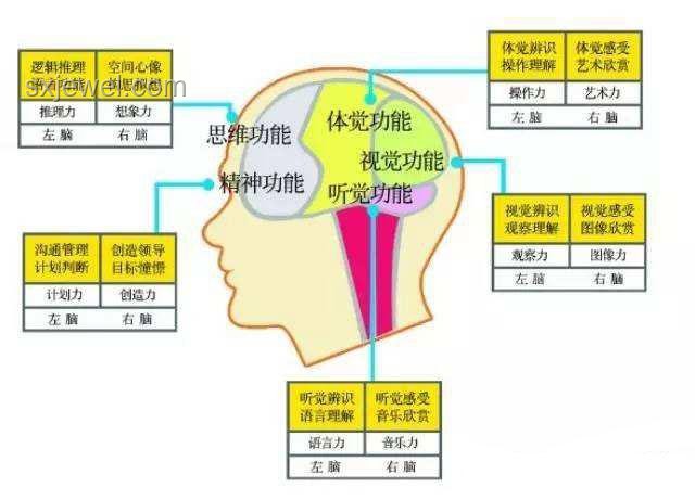 人腦為何不能刪除記憶？電腦與大腦的差異及解決方案