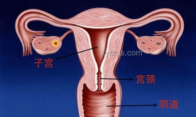 子宮非負(fù)擔(dān)：創(chuàng)新視角重塑月經(jīng)與收入平等
