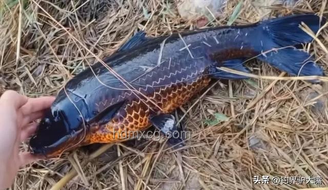 化龍失??？江蘇男子釣獲近純黑“龍鱗鯉”價值幾何？