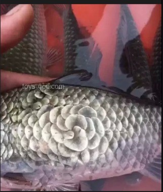 化龍失敗鯉魚價(jià)值探討及解決方案