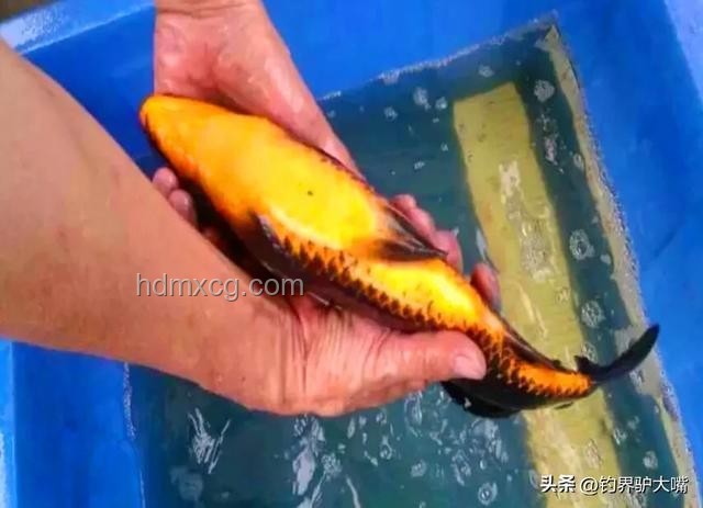 化龍失??？江蘇男子釣獲近純黑“龍鱗鯉”價值幾何？