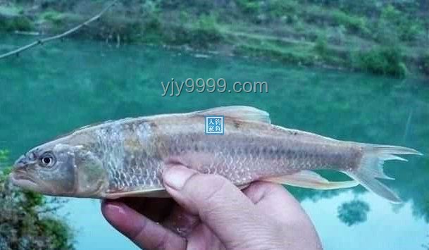 化龍未果的珍稀釣獲：鑒別與估價“龍鱗鯉”指南