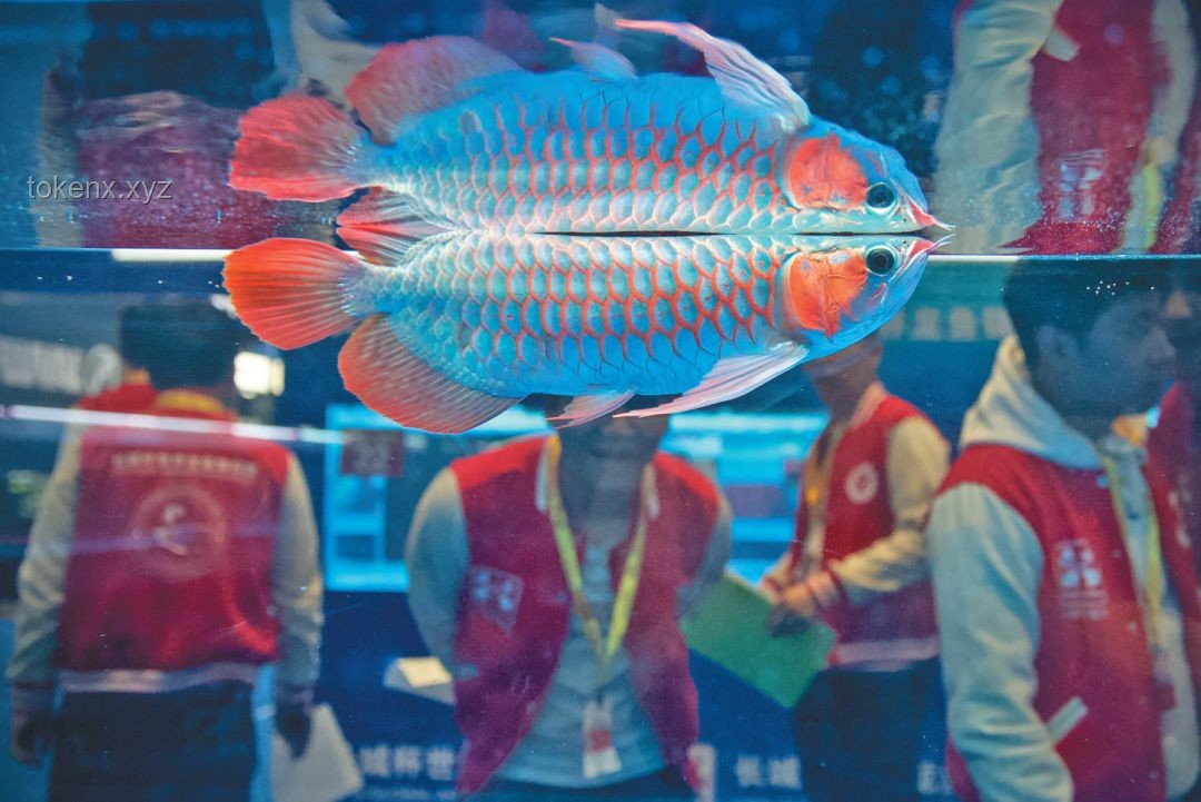 釣得“龍鱗鯉”，化龍失敗的傳奇經(jīng)歷???
