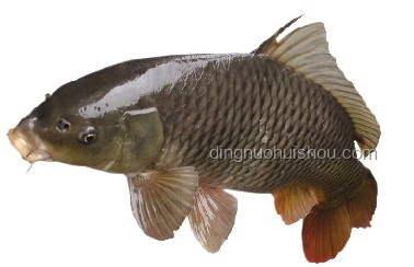龍鱗鯉真相：近純黑鯉魚非“化龍失敗”，價(jià)值幾何？