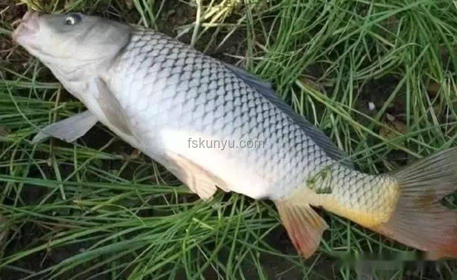 化龍失敗珍稀魚鑒賞與估價指南：江蘇男子釣獲“龍鱗鯉”案例