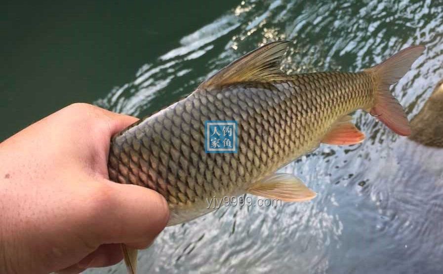 化龍未果的珍稀釣獲：鑒別與估價“龍鱗鯉”指南