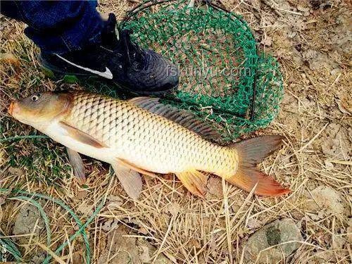 化龍失敗珍稀魚鑒賞與估價指南：江蘇男子釣獲“龍鱗鯉”案例