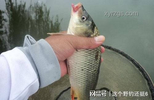 “龍鱗鯉”現(xiàn)象透視水族市場新機(jī)遇
