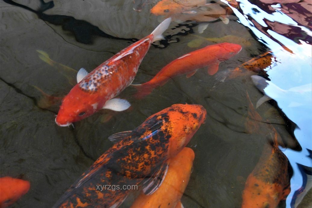 “龍鱗鯉”現(xiàn)象透視水族市場新機(jī)遇