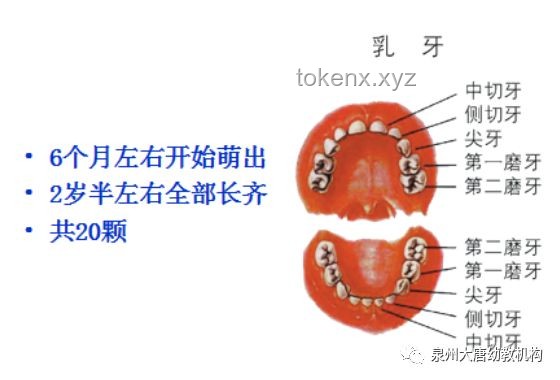 韋神的牙齒與健康觀念升級