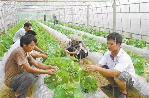 浙江蛇村：百萬蛇群的跨界養(yǎng)殖創(chuàng)新實踐