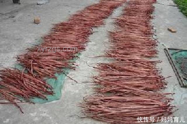 浙江蛇村：百萬蛇群的跨界養(yǎng)殖創(chuàng)新實踐