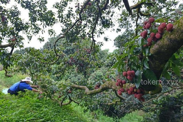 一騎紅塵背后的荔枝文化與行業(yè)趨勢(shì)