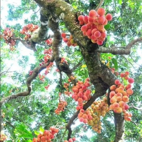 "荔枝文化與現代物流：一騎紅塵與即時配送的對比"