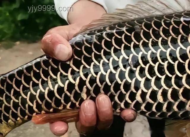 化龍未果的珍稀“龍鱗鯉”：江蘇釣魚奇遇案例研究