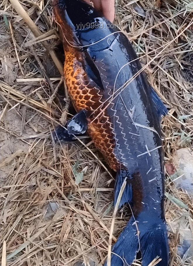 化龍未果的珍稀“龍鱗鯉”：江蘇釣魚奇遇案例研究