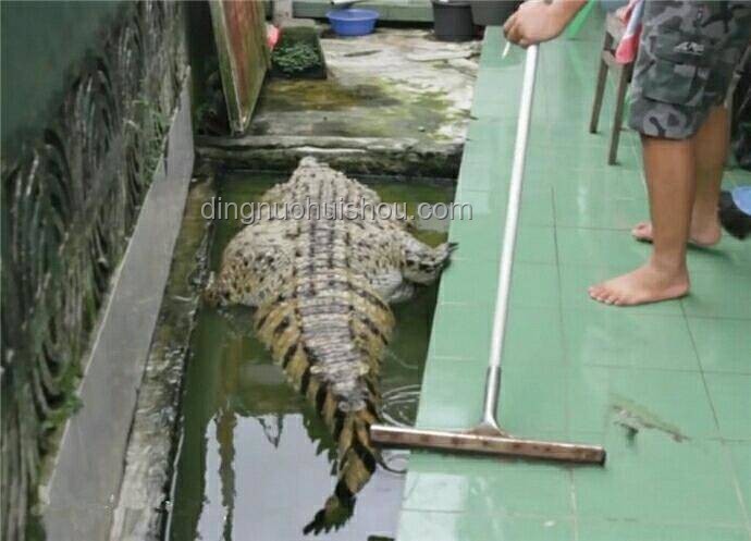 鱷魚出逃？兩步策略，2天抽干水池抓回！