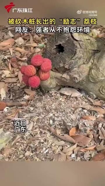 小孩遭天降烏龜砸死事件，飼主賠償128萬