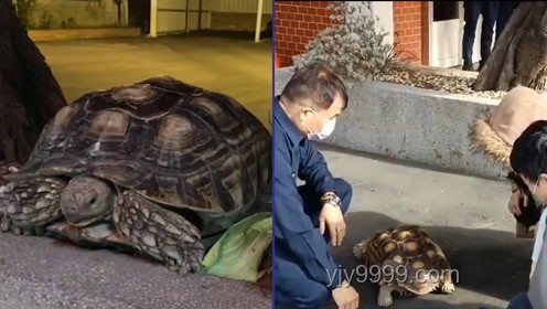 小孩被天降烏龜砸死案：飼主賠償與責(zé)任界定