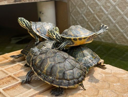 小孩被天降烏龜砸死案：飼主賠償與責(zé)任界定