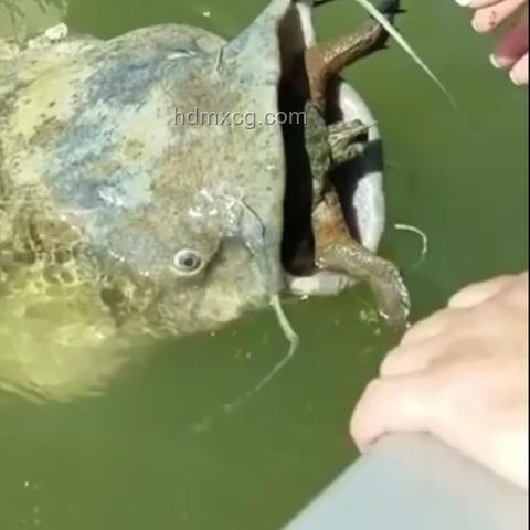 小孩被天降烏龜砸死，飼主賠償128萬：高空拋物責任與防范深度分析