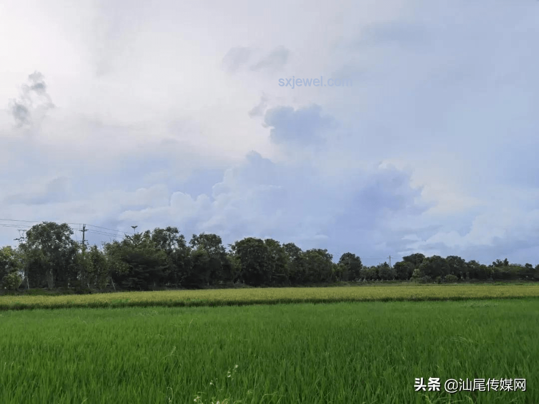 網(wǎng)紅車評人“大頭”離世后的行業(yè)影響與應(yīng)對