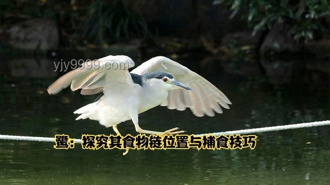 北風(fēng)呼呼寵勢舞：解析自然現(xiàn)象與詩意表達(dá)