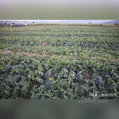中國游客涌向越南：與熱門旅游地的對(duì)比分析