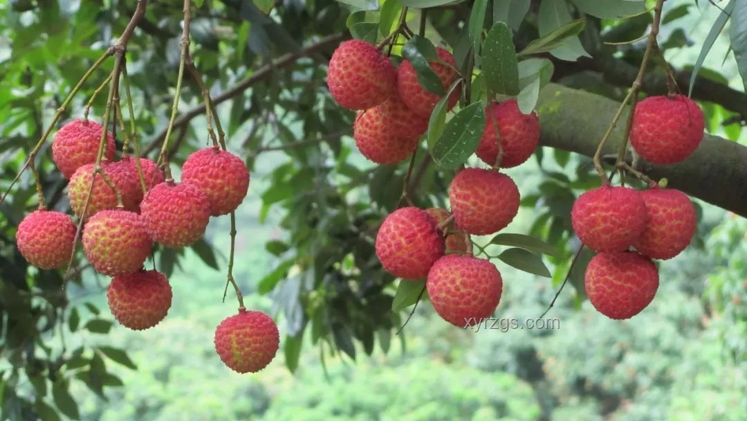 《長安的荔枝》中荔枝樹整體運送可能性研究