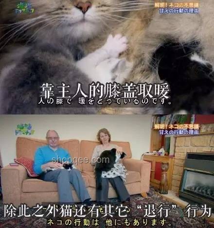 劉家琨致謝貓“擼貓爽”背后的科學(xué)依據(jù)