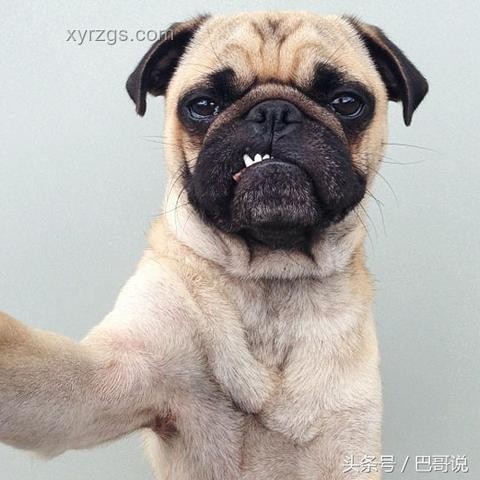 高鼻梁判定標(biāo)準(zhǔn)全面解析