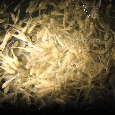 《東極島》定檔預(yù)告：創(chuàng)新視角解鎖電影新期待，跨界融合探索未知海域