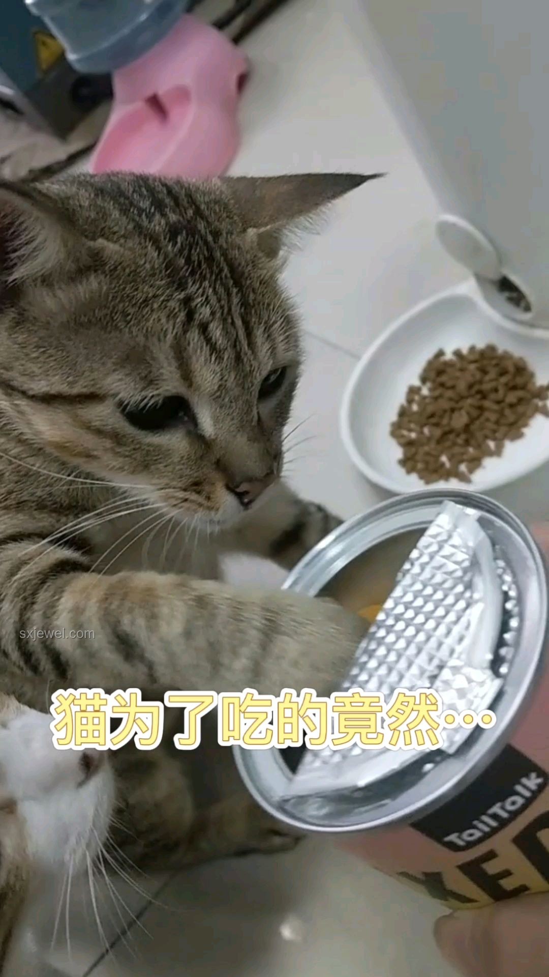 貓貓?zhí)邇龈商魬?zhàn)：寵物行為趣談與行業(yè)趨勢(shì)分析