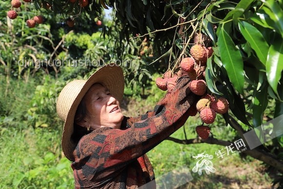 《長(zhǎng)安的荔枝》：歷史、文化與產(chǎn)業(yè)的深度剖析