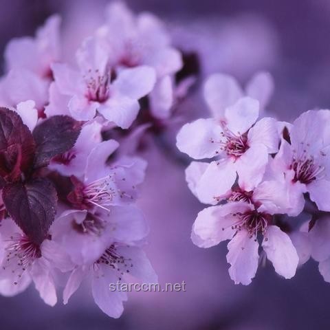 理性消費(fèi)時(shí)代：財(cái)務(wù)規(guī)劃引領(lǐng)消費(fèi)新風(fēng)尚