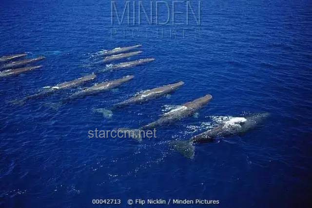 抹香鯨：凝望深淵的孤勇，海洋巨獸的奧秘