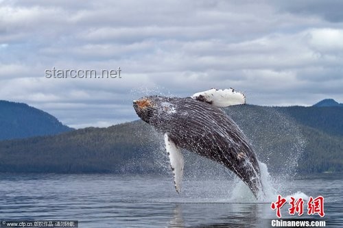 抹香鯨：凝望深淵的孤勇，海洋巨獸的奧秘