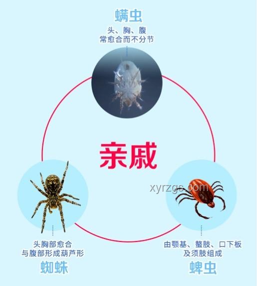 人類與螨蟲：共存的生物對比分析