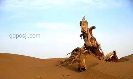 加州獨立的夢：一場遙遠的遐想與現(xiàn)實碰撞