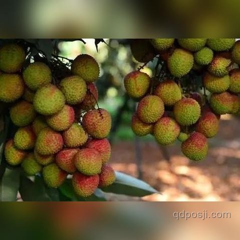 荔枝貪食迷霧：跨界健康預(yù)警與青少年創(chuàng)新引導(dǎo)