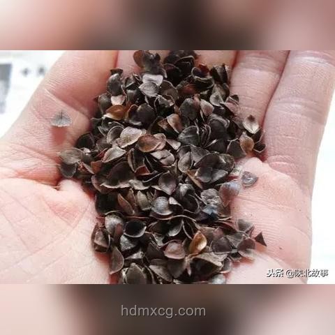 高考后獨立歸家現(xiàn)象透視：教育與社會韌性