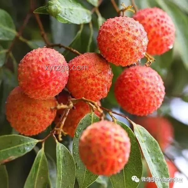 《長安的荔枝》中，整個(gè)運(yùn)送荔枝樹實(shí)操指南