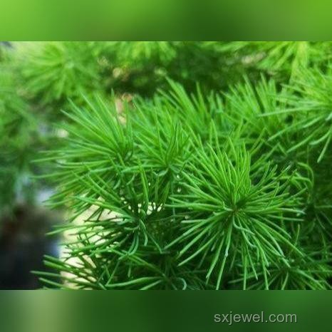 “療愈身心”騙局與正規(guī)導師對比：揭開300萬背后的真相