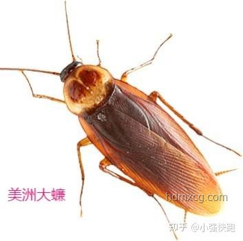 北京家中驚現(xiàn)南方大蟑螂？別怕，教你如何應(yīng)對！????
